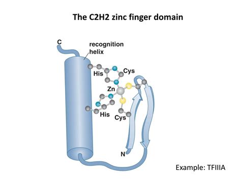 c2h2 domain.